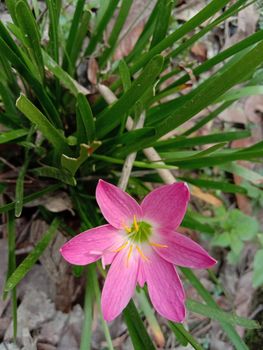 pink Color Flower With Green tree on Garden