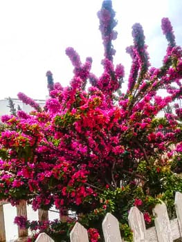 Red Color Flower With Green tree on Garden