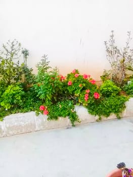 Red Color Flower With Green tree on Garden