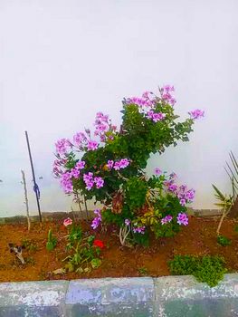 pink Color Flower With Green tree on Garden