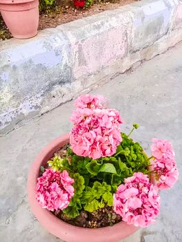 pink Color Flower With Green tree on Garden