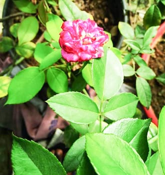 Red Color Flower With Green tree on Garden