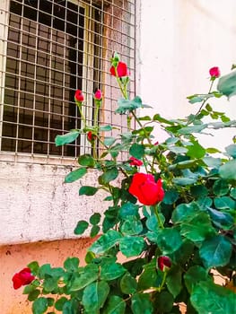 Red Color Flower With Green tree on Garden