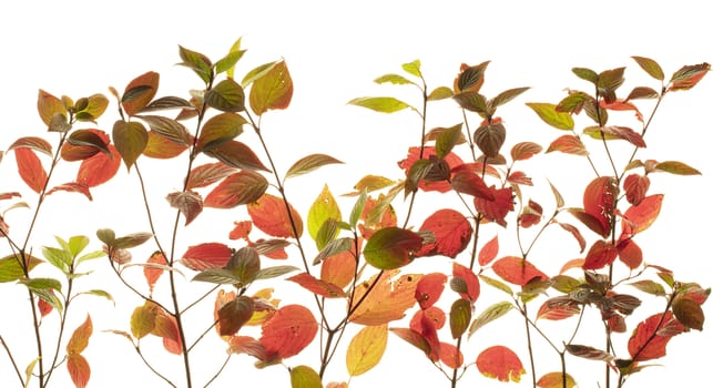 pink leaves of Euonymus shrub on branch in autumn isolated on white background.