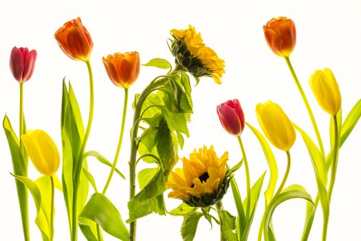 tulips and sunflowers isolated on a white background.