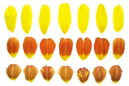 set of 12 assorted flower petals: rose, chrysanthemum and lily, carnation, magnolia.