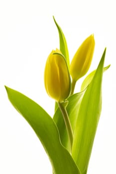 Tulips flower collection isolated on white background.