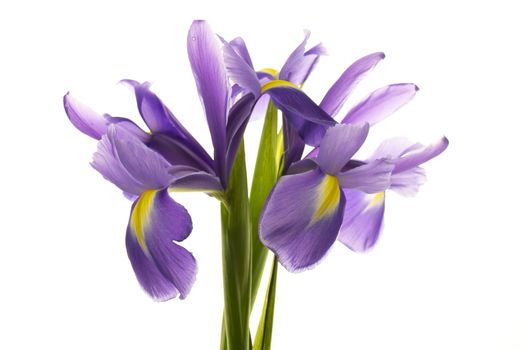Blue irises isolated on a white background.