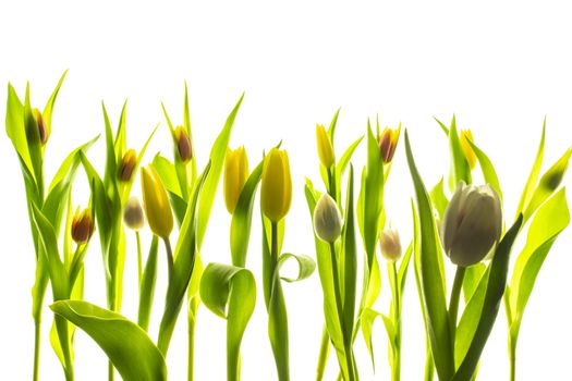 Tulips flower collection isolated on white background.