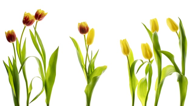 Tulips flower collection isolated on white background.