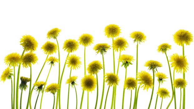 Healing plants. Dandelion isolated on white background.