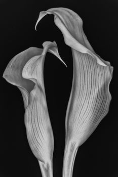 Calla lilies on black background. Monochrome image.