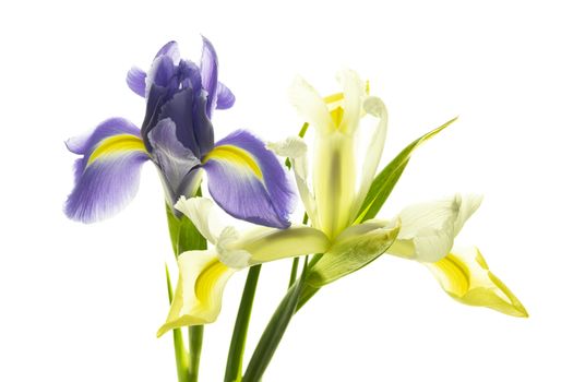 Various colorful irises isolated on a white background.