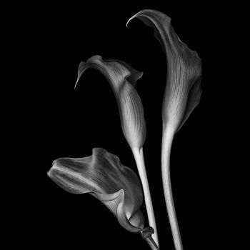 Calla lilies on black background. Monochrome image.