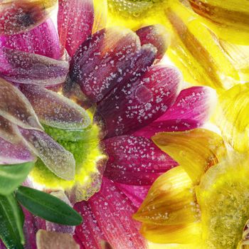 Beautiful delicate Flowers Frozen in Clear Ice.