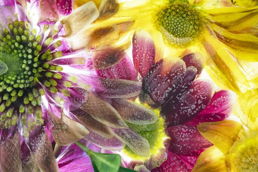 Beautiful delicate Flowers Frozen in Clear Ice.