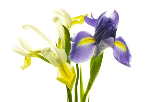 Various colorful irises isolated on a white background.
