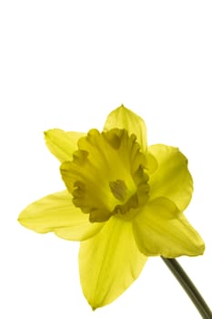 Fresh flower narcissus isolated on white background.