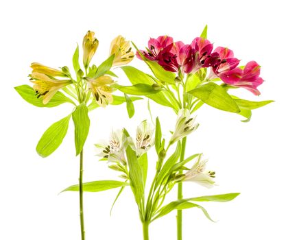 Alstroemeria flower with stamens, close-up on a white background