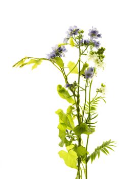 wild plant flowers isolated on white background.