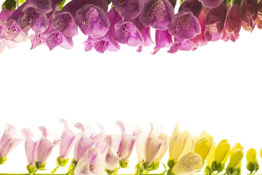 Purple foxglove flowers isolated on white background.