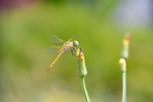 The dragonfly stops on the yellow flower