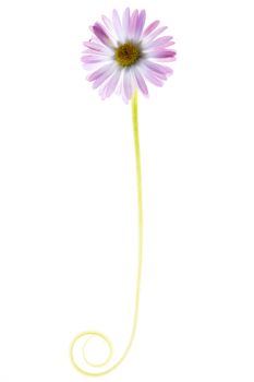 small pink flower isolated on white background.