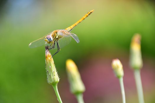 The dragonfly stops on the yellow flower