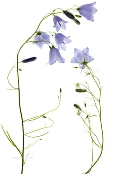 blue flowers bell isolated on white background.