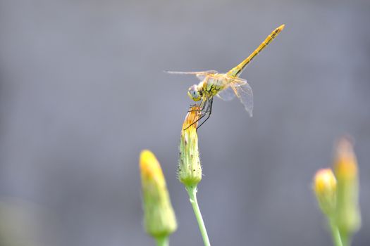 The dragonfly stops on the yellow flower