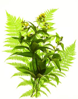 flowers and fern on a white background.