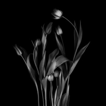 Tulips flower collection isolated on black background.