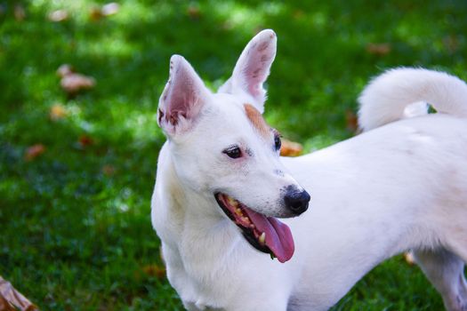 jack Russell  dog free spirit