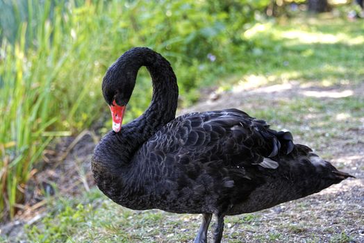 Single black swan looking at the camera, black bird photo