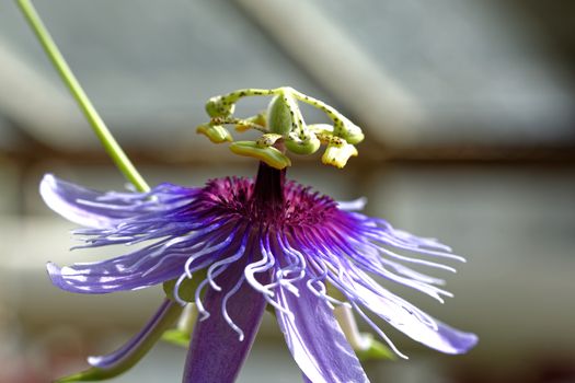 Macro photo of tropical violet flower, close-up image of a flower