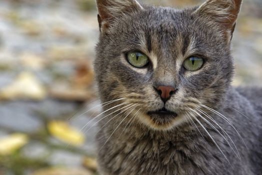 Young stray cat in grey and brown colors, cats head photo 