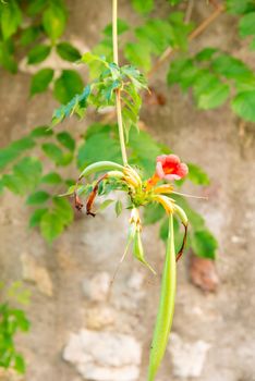 A red-orange blossom of a pomegranate tree on a hanging branch in front of an old stone wall illuminated by the sun.