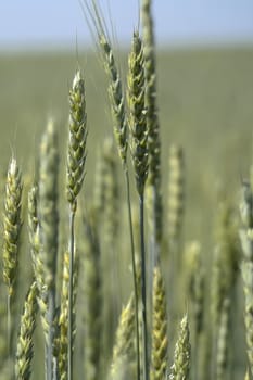 Green wheat grows on the field.
