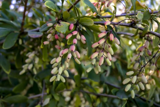 selective focus on the fruit of barberry. barberry close up