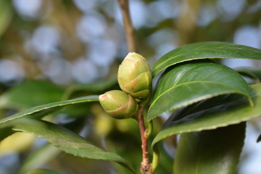 Camellia flower bud - Latin name - Camellia japonica