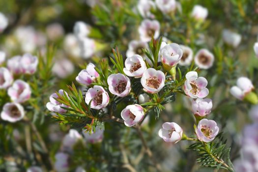 Geraldton wax flowers - Latin name - Chamelaucium uncinatum