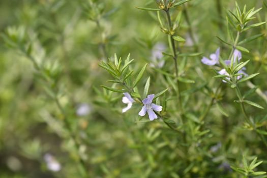 Coastal rosemary - Latin name - Westringia fruticosa