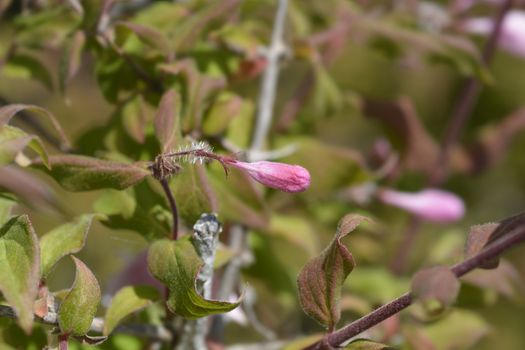 Beauty bush flower bud - Latin name - Kolkwitzia amabilis