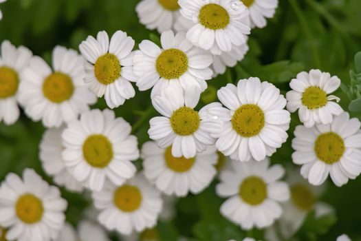 garden daisies grow in summer on the lawn