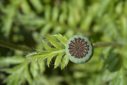 Oriental poppy seed pod - Latin name - Papaver orientale