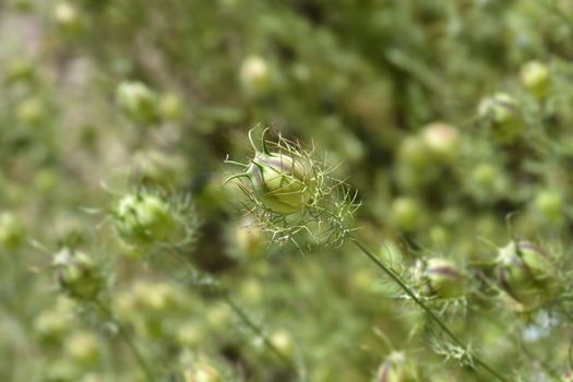 Close up of Love-in-a-mist fruit - Latin name - Nigella damascena