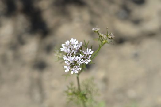 Common coriander flower - Latin name - Coriandrum sativum