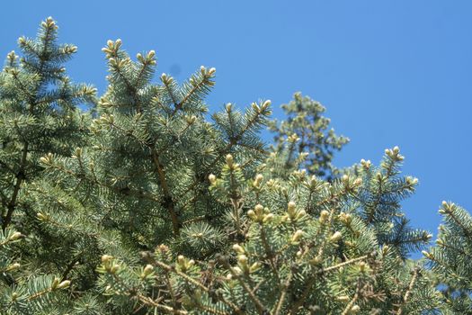 coniferous tree branches against the cloudless blue sky