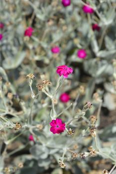 Rose campion flower - Latin name - Silene coronaria (Lychnis coronaria)