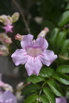 Pink trumpet vine - Latin name - Podranea ricasoliana